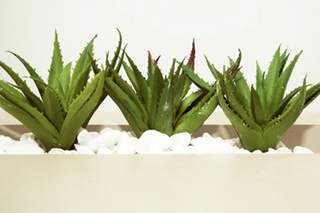 How to use aloe vera for a glowing face and clear skin